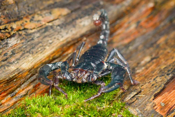 Azjatyckie Skorpiony Las Mech Zrobić Zdjęcie Przy Użyciu Makro Fotografia — Zdjęcie stockowe
