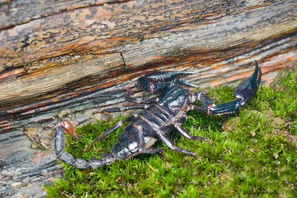 Asian Scorpions Forest on  moss take photo  using macro photography teknique