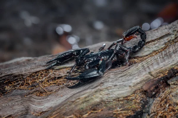 Asian scorpion forest on sand in tropical garden