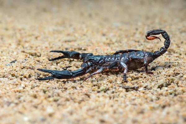 Scorpion Asiatic Pădure Nisip Grădină Tropicală — Fotografie, imagine de stoc