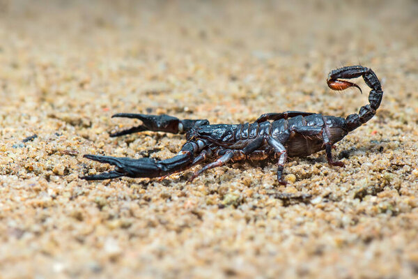 Asian scorpion forest on sand in tropical garden