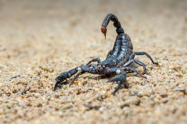 Asian scorpion forest on sand in tropical garden