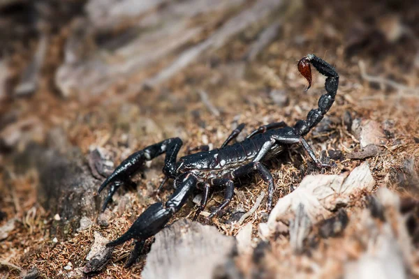 Forêt Scorpion Asiatique Sur Sable Dans Jardin Tropical — Photo