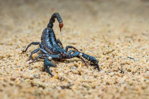 Asiatischer Skorpionwald Auf Sand Tropischen Garten — Stockfoto