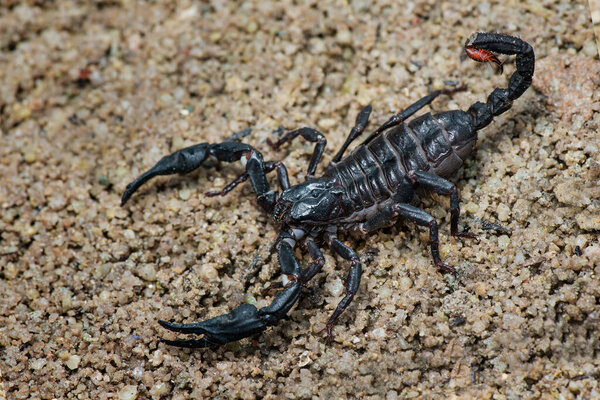 Asian scorpion forest on sand in tropical garden