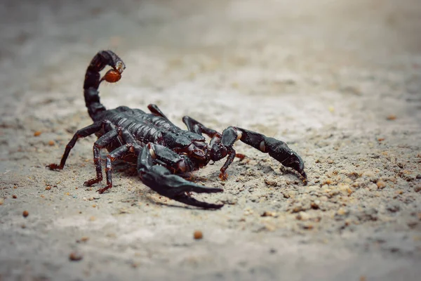 Asian scorpion forest on sand in tropical garden