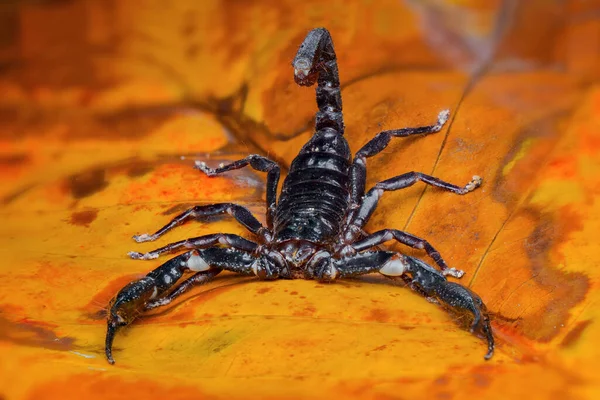 Scorpion Des Forêts Asiatiques Sur Une Feuille Dans Jardin Tropical — Photo