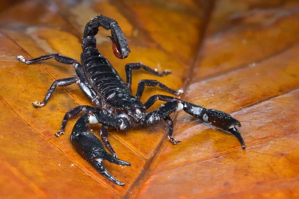 Asiatisk Skogskorpion Blad Tropisk Trädgård — Stockfoto