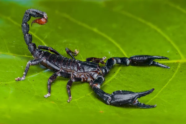 Aziatisch Bos Schorpioen Een Blad Tropische Tuin — Stockfoto