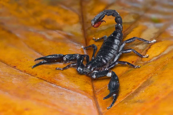 Asiatischer Waldskorpion Auf Einem Blatt Tropischen Garten — Stockfoto