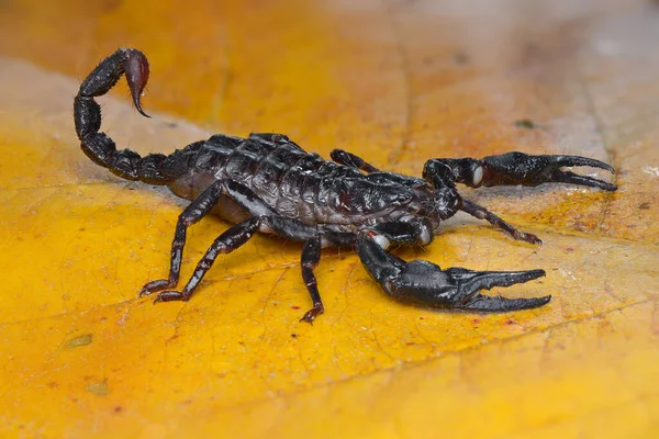 Scorpion Des Forêts Asiatiques Sur Une Feuille Dans Jardin Tropical — Photo