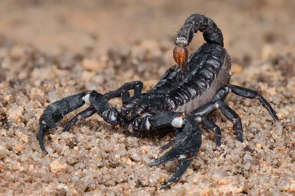 Scorpion Des Forêts Asiatiques Sur Sable Dans Jardin Tropical — Photo