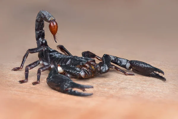 Asian Forest Skorpion Piasku Tropikalnym Ogrodzie — Zdjęcie stockowe