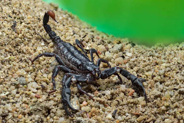 Азиатский Лесной Скорпион Песке Тропическом Саду — стоковое фото