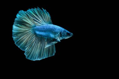 Siyah arkaplanı olan beta balığı