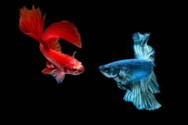 Siyah arkaplanı olan beta balığı