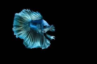 Siyah arkaplanı olan beta balığı