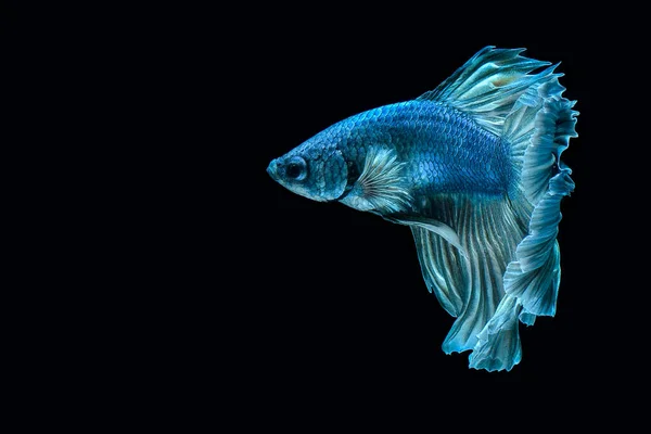 Betta Fish Black Background — Stock Photo, Image