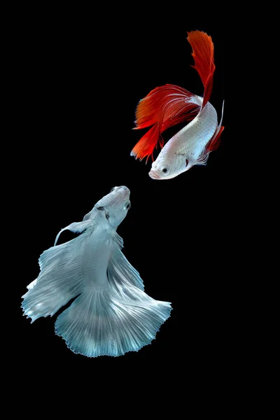 Рыба Бетта Черным Фоном — стоковое фото