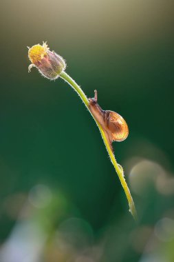 Tropikal bahçede tek başına güzel salyangozlar 