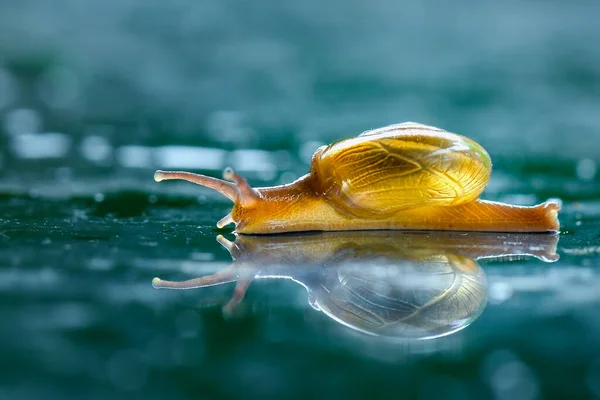 Reflektion Snigel Ensam Miror — Stockfoto