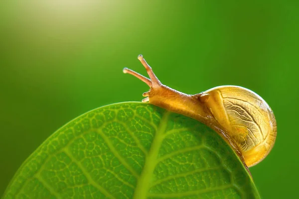 Beaux Escargots Seuls Sur Fleur Dans Jardin Tropical — Photo