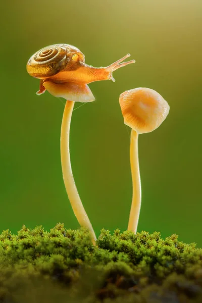 Mooie Slakken Alleen Bloem Tropische Tuin — Stockfoto