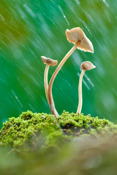 Beautiful Snails Mushroom Tropical Garden — Stock Photo, Image