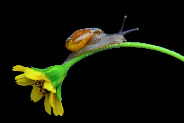 Vackra Sniglar Ensamma Blomma Tropisk Trädgård — Stockfoto