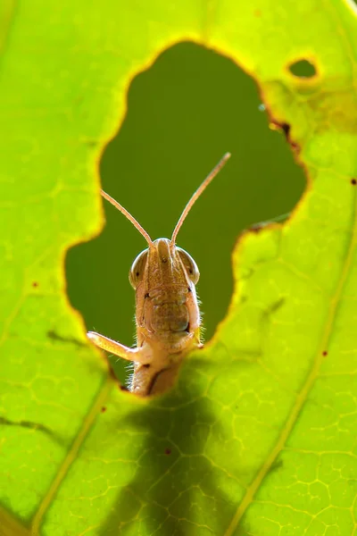 Grashopper Rámování Listu Tropické Zahradě — Stock fotografie