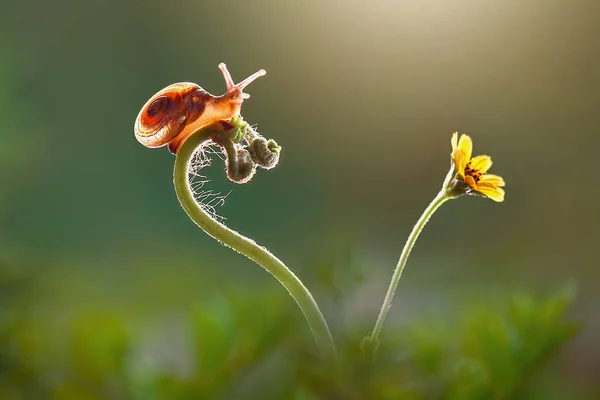 Mooie Slakken Alleen Bloem Tropische Tuin — Stockfoto