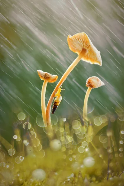 Slak Een Paddestoel Tropische Tuin — Stockfoto