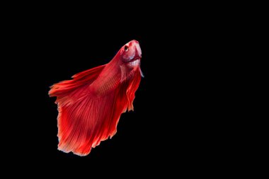 Siyam dövüş balığı / Beta balığı siyah arkaplanda