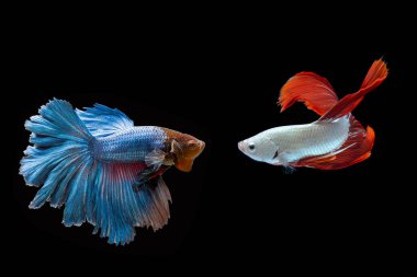 Siyam dövüş balığı / Beta balığı siyah arkaplanda