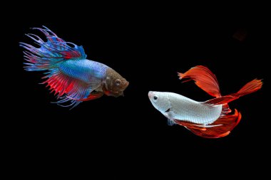 Siyam dövüş balığı / Beta balığı siyah arkaplanda