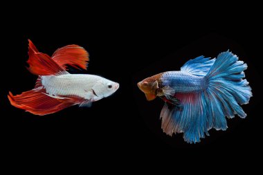 Siyam dövüş balığı / Beta balığı siyah arkaplanda