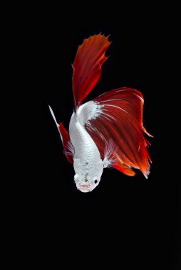 Siyam savaşan balıklar / betta balıkları siyah sırtta 