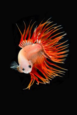 Siyam savaşan balıklar / betta balıkları siyah sırtta 