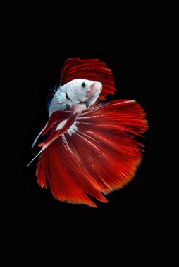 Siyam savaşan balıklar / betta balıkları siyah sırtta 