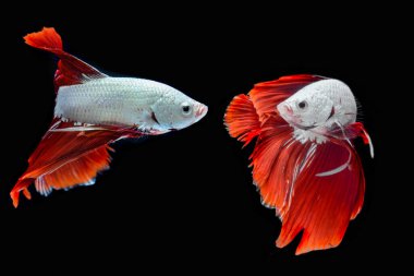 Siyam savaşan balıklar / betta balıkları siyah sırtta 