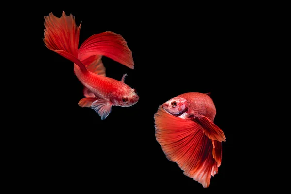 Siamese fighting fish / betta fish on black background