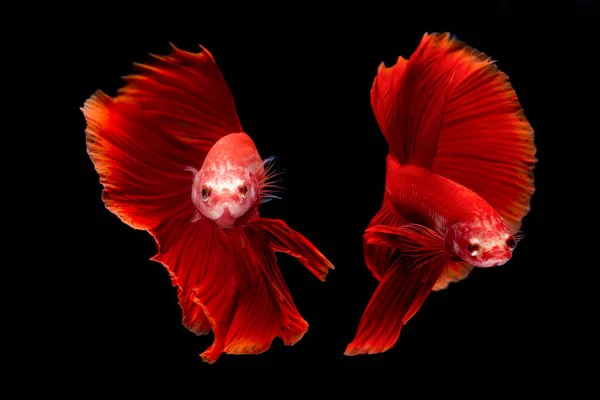 Siamese Fighting Fish Betta Fish Black Background — Stock Photo, Image