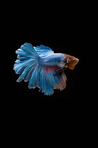 Siamese Fighting Fish Betta Fish Black Background — Stock Photo, Image