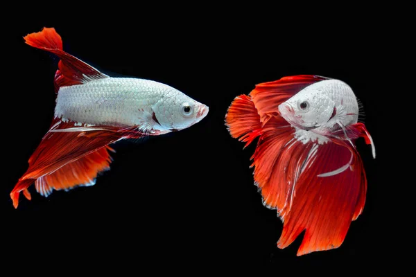 Siyam savaşan balıklar / betta balıkları siyah sırtta 