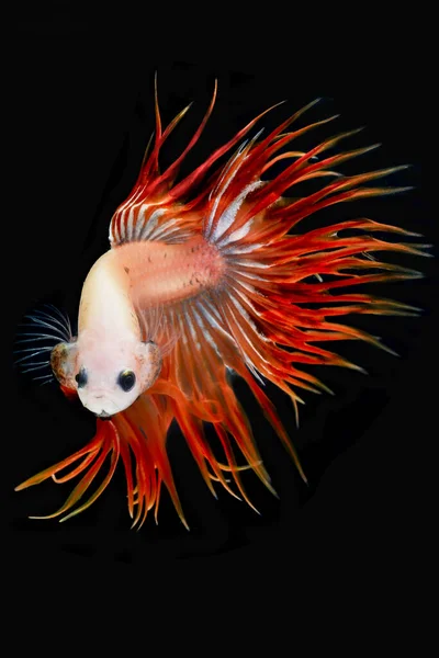 Siamese Fighting Fish Betta Fish Black Backgrond — Stock Photo, Image