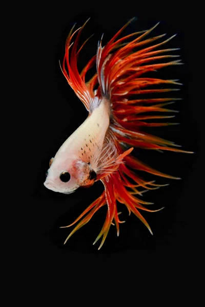 물고기와 싸우는 물고기검은 백합화 — 스톡 사진