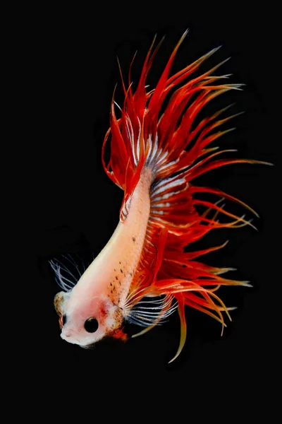 Siyam savaşan balıklar / betta balıkları siyah sırtta 