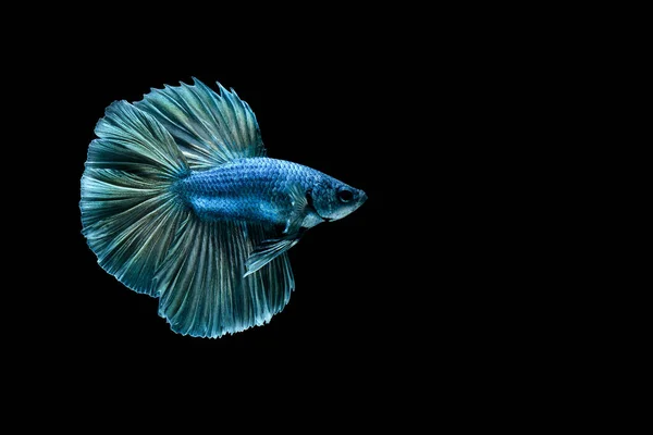 Siamese Fighting Fish Betta Fish Black Background — Stock Photo, Image