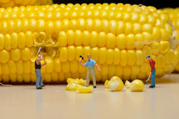 Miniature People Figure Worker Breaking Boiled Corn — Stock Photo, Image