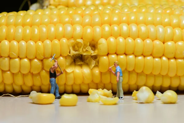 Miniature People Figure Worker Breaking Boiled Corn — Stock Photo, Image